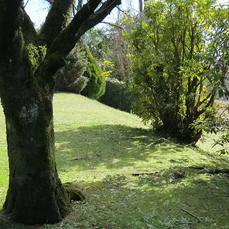 Provenzale *